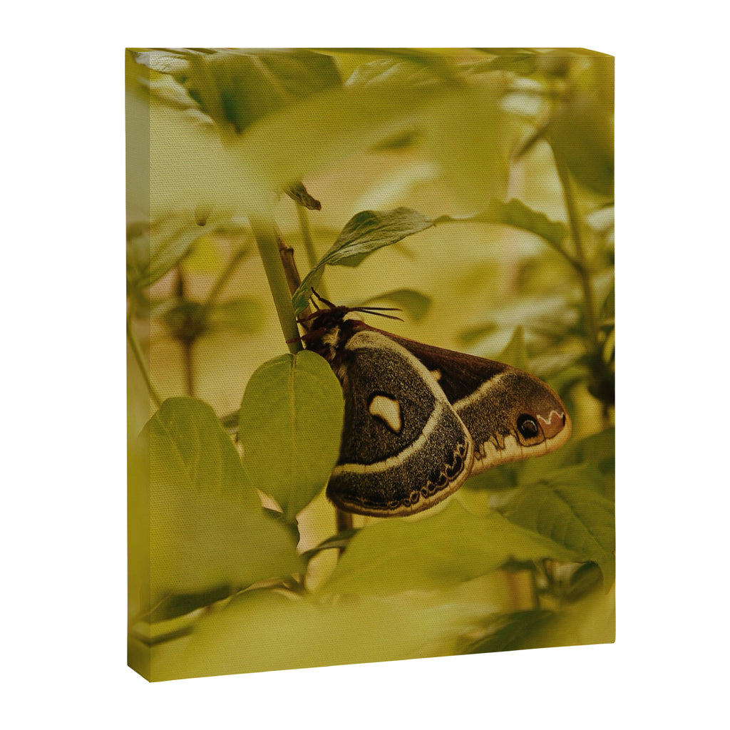 Wyoming Moth Canvas Print Gallery Image 6