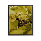 Wyoming Moth Framed Canvas Print Gallery Image 6