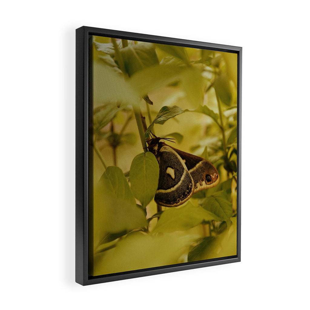 Wyoming Moth Framed Canvas Print Gallery Image 2