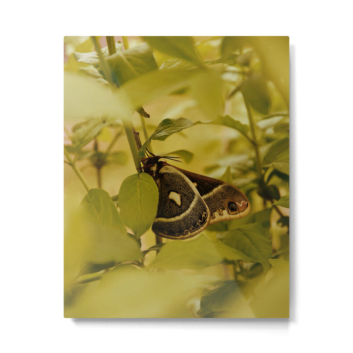 Wyoming Moth Metal Print Gallery Image 1