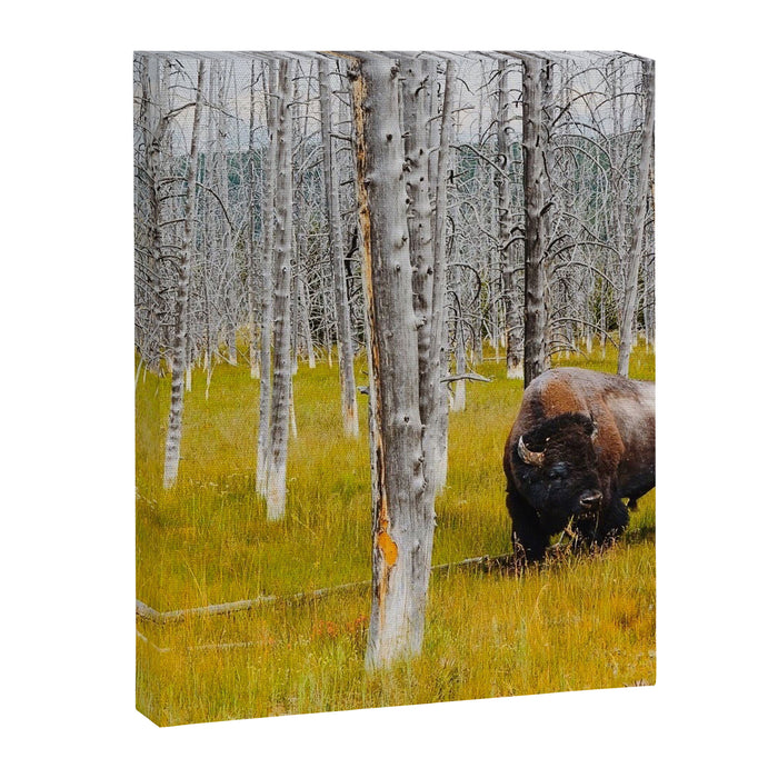 Yellowstone Buffalo Canvas Print Gallery Image 1