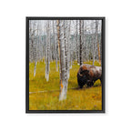 Yellowstone Buffalo Framed Canvas Print Gallery Image 6