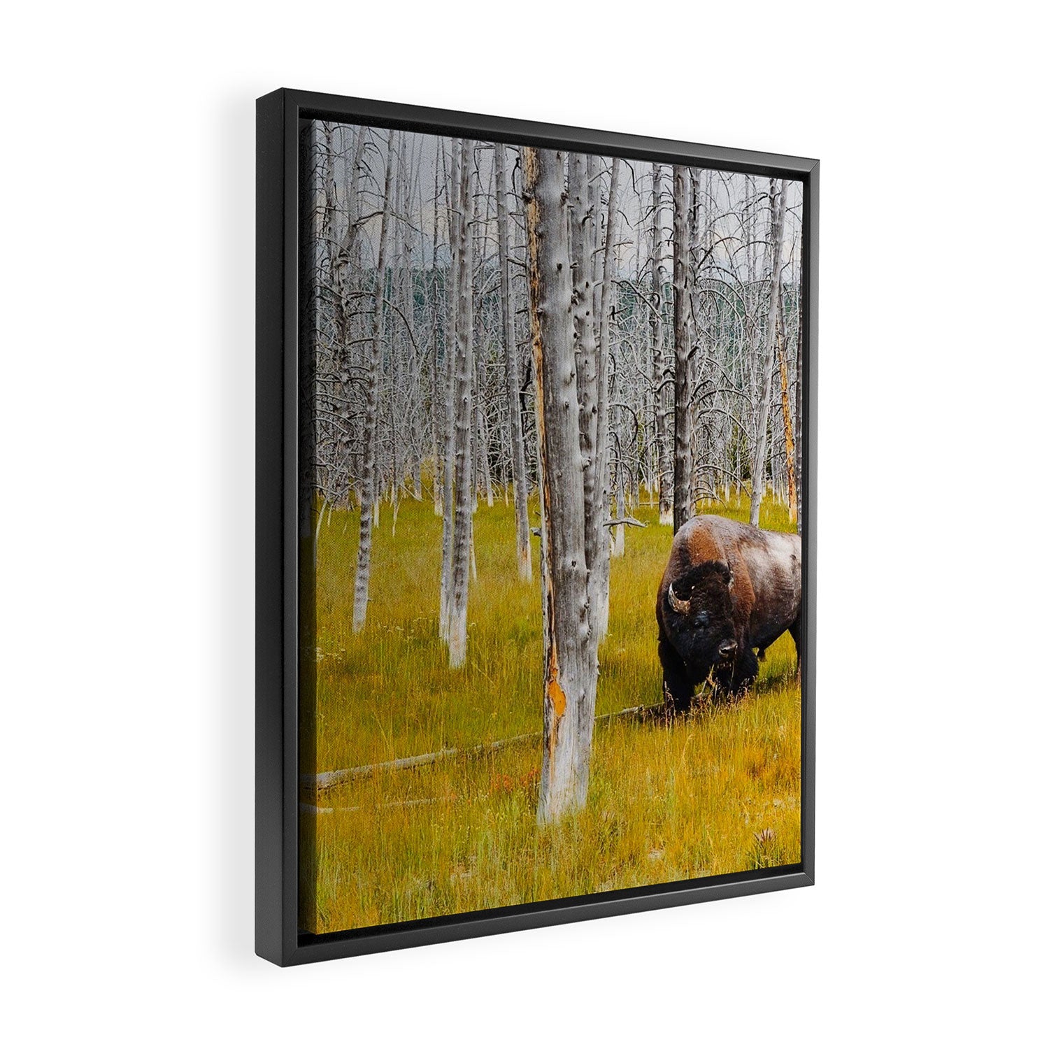 Yellowstone Buffalo Framed Canvas Print Gallery Image 2