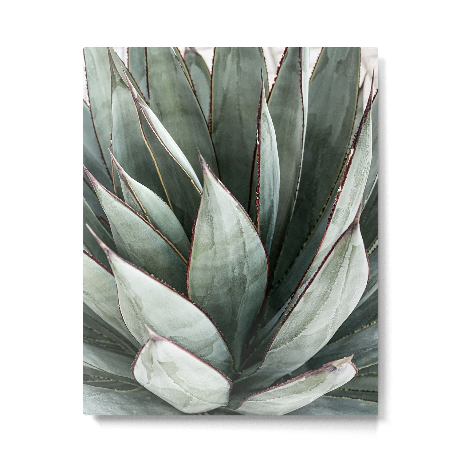 Cactus Leaves // Green Southwest Home Decor Vibes Desert Hombre Plant Photograph Metal Print Gallery Image 4