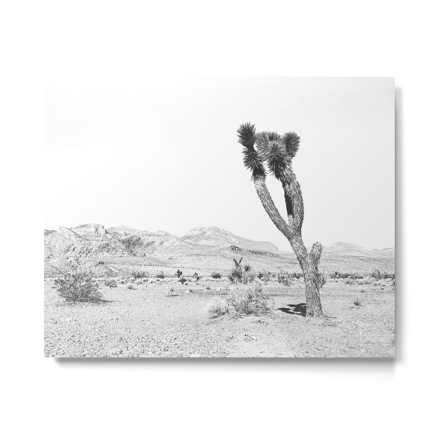 Vintage Desert Scape B&W // Cactus Nature Summer Sun Landscape Black and White Photography Metal Print Gallery Image 6