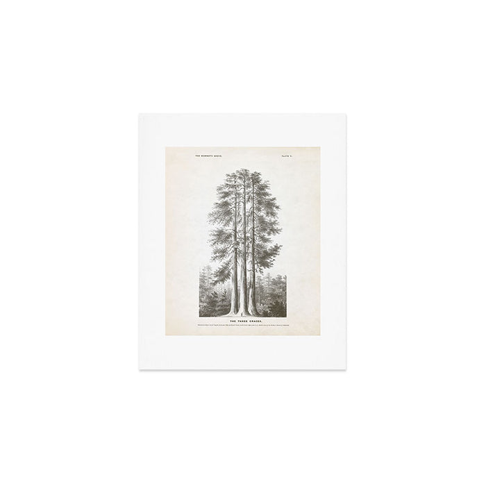 Sequoia Tree Illustration - The Three Graces at Mariposa Grove in Yosemite National Park Art Print Gallery Image 1
