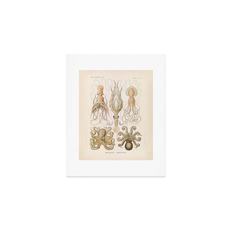 Vintage Octopus Illustration Print, Scientific Illustrations, Octopus Print, Octopus Wall Art Art Print Gallery Image 1