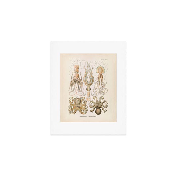 Vintage Octopus Illustration Print, Scientific Illustrations, Octopus Print, Octopus Wall Art Art Print Gallery Image 1