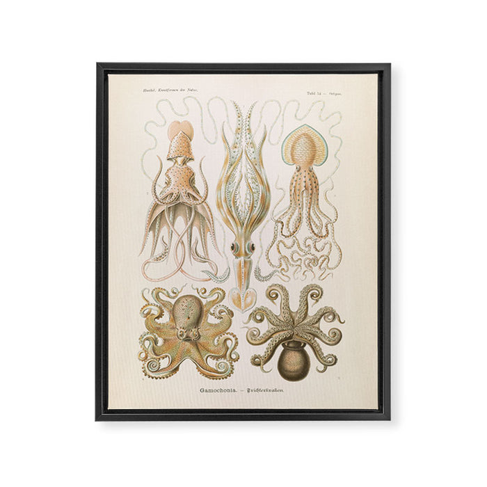 Vintage Octopus Illustration Print, Scientific Illustrations, Octopus Print, Octopus Wall Art Framed Canvas Print Gallery Image 1