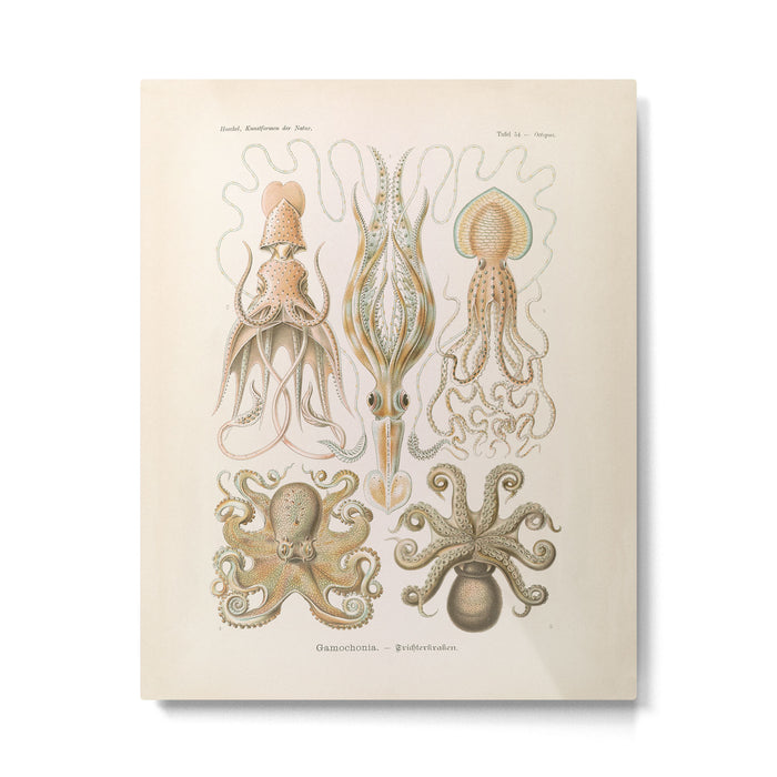 Vintage Octopus Illustration Print, Scientific Illustrations, Octopus Print, Octopus Wall Art Metal Print Gallery Image 1