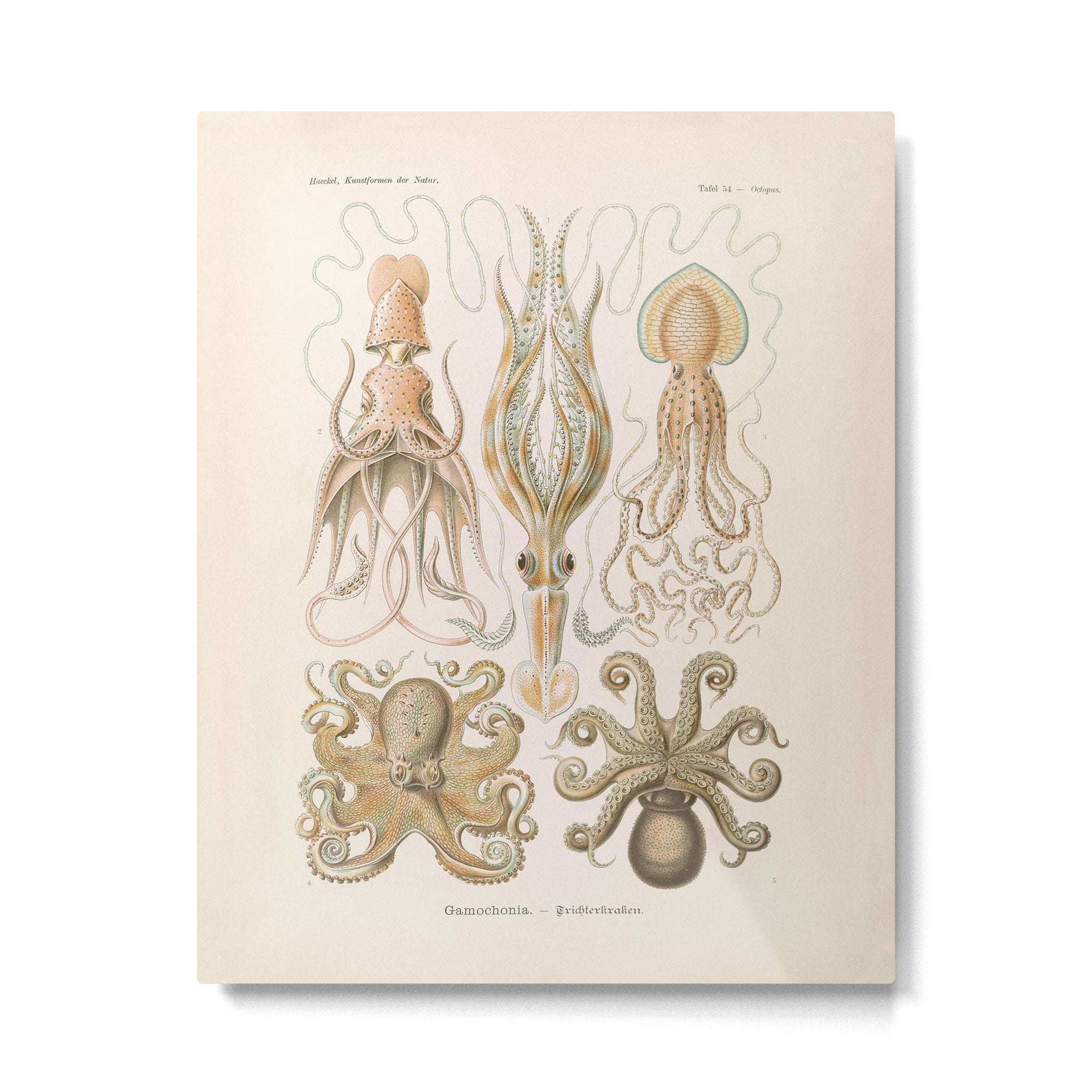 Vintage Octopus Illustration Print, Scientific Illustrations, Octopus Print, Octopus Wall Art Metal Print Gallery Image 4