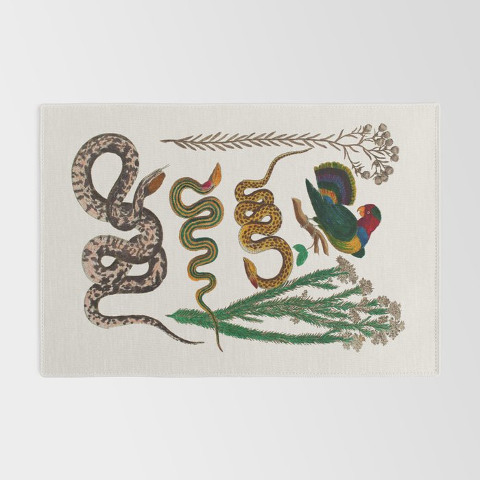 Snakes Birds Sunflower Art Print by Albertus Seba Rug Gallery Image 2