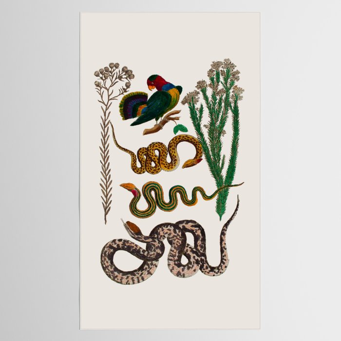 Snakes Birds Sunflower Art Print by Albertus Seba Tablecloth Gallery Image 2