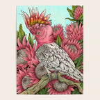 Major Mitchells Cockatoo Poster Gallery Image 4