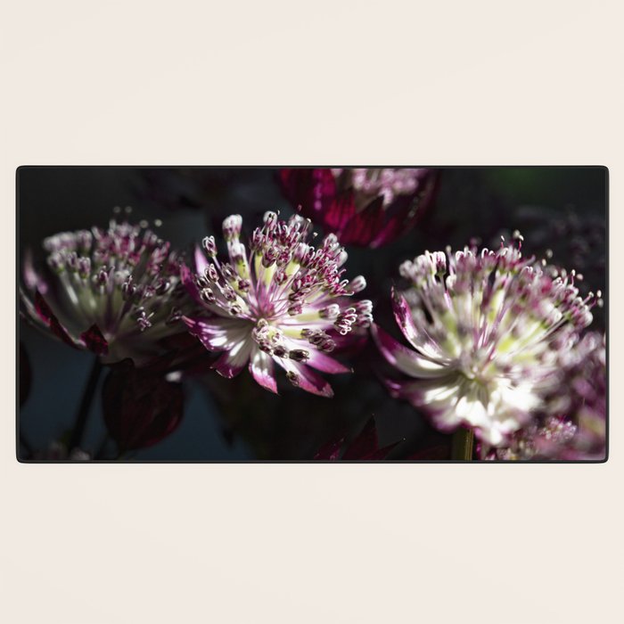 Full moon forest - still life dark astrantia major flowers - deep purple fall nature photography. Desk Mat Gallery Image 3