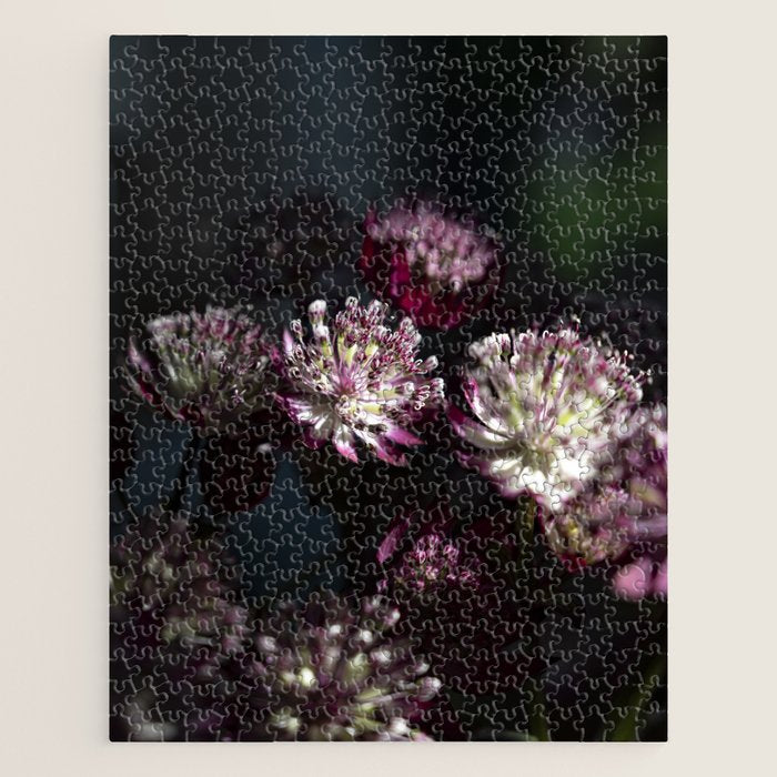 Full moon forest - still life dark astrantia major flowers - deep purple fall nature photography. Jigsaw Puzzle Gallery Image 1