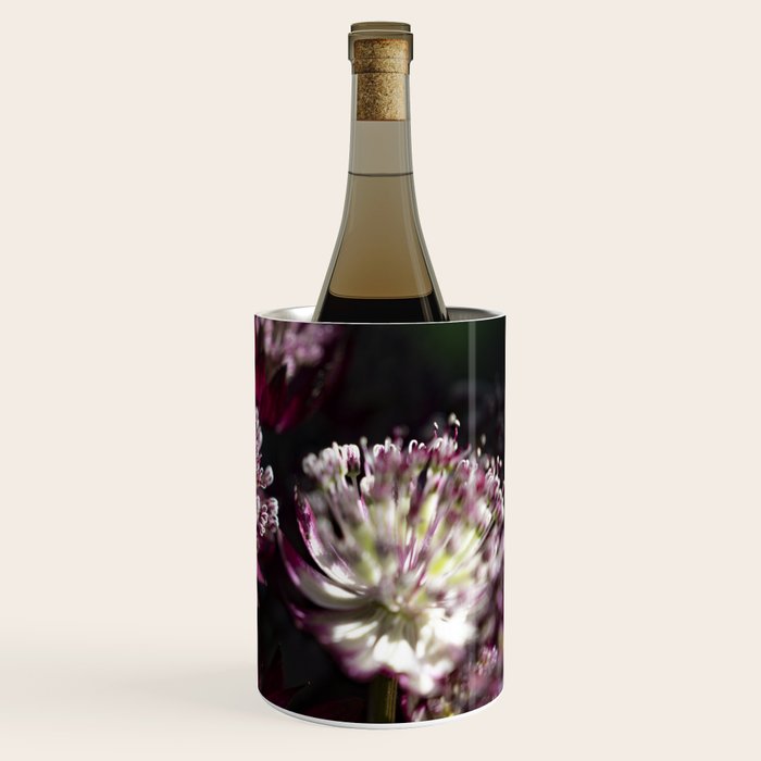 Full moon forest - still life dark astrantia major flowers - deep purple fall nature photography. Wine Chiller Gallery Image 3