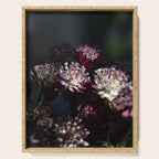 Full moon forest - still life dark astrantia major flowers - deep purple fall nature photography. Serving Tray Gallery Image 1