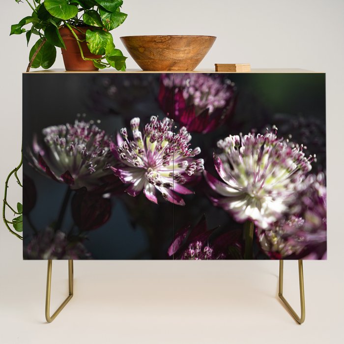 Full moon forest - still life dark astrantia major flowers - deep purple fall nature photography. Credenza Gallery Image 1