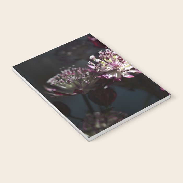 Full moon forest - still life dark astrantia major flowers - deep purple fall nature photography. Notebook Gallery Image 3