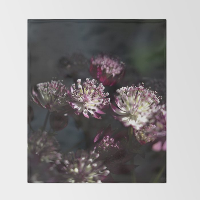 Full moon forest - still life dark astrantia major flowers - deep purple fall nature photography. Throw Blanket Gallery Image 2