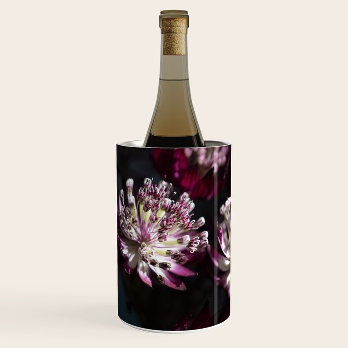 Full moon forest - still life dark astrantia major flowers - deep purple fall nature photography. Wine Chiller Gallery Image 1