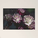 Full moon forest - still life dark astrantia major flowers - deep purple fall nature photography. Welcome Mat Gallery Image 1