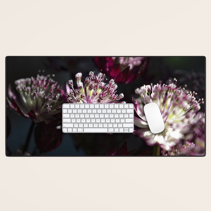 Full moon forest - still life dark astrantia major flowers - deep purple fall nature photography. Desk Mat Gallery Image 1