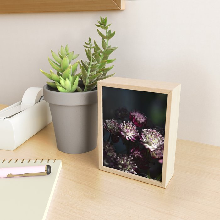 Full moon forest - still life dark astrantia major flowers - deep purple fall nature photography. Mini Art Print Gallery Image 2