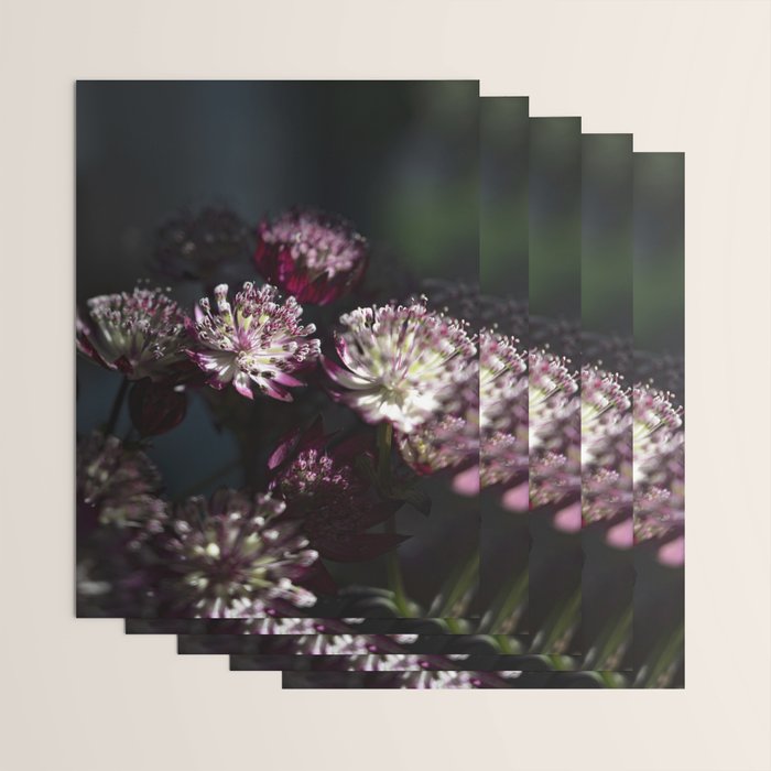 Full moon forest - still life dark astrantia major flowers - deep purple fall nature photography. Wrapping Paper Gallery Image 3