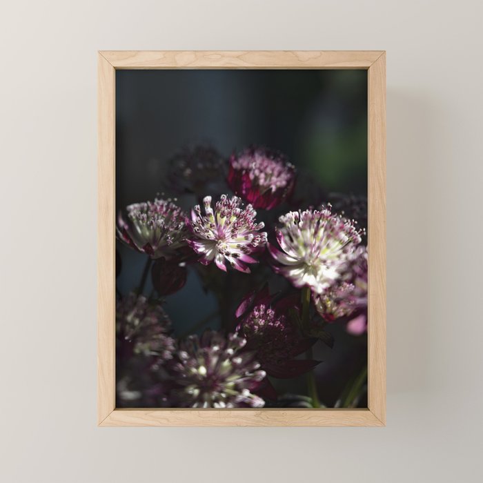 Full moon forest - still life dark astrantia major flowers - deep purple fall nature photography. Mini Art Print Gallery Image 1