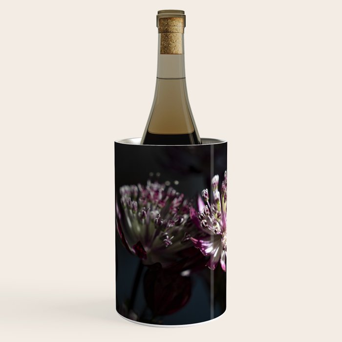 Full moon forest - still life dark astrantia major flowers - deep purple fall nature photography. Wine Chiller Gallery Image 2