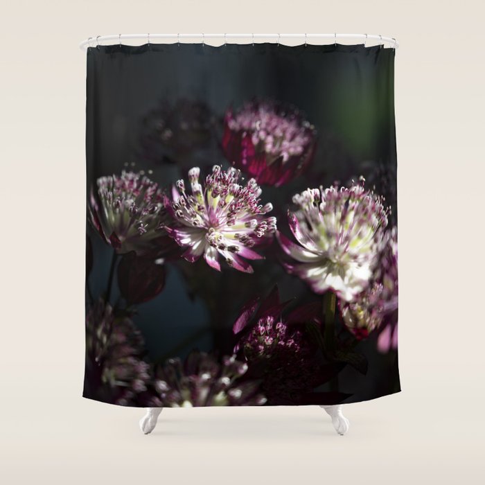 Full moon forest - still life dark astrantia major flowers - deep purple fall nature photography. Shower Curtain Gallery Image 1