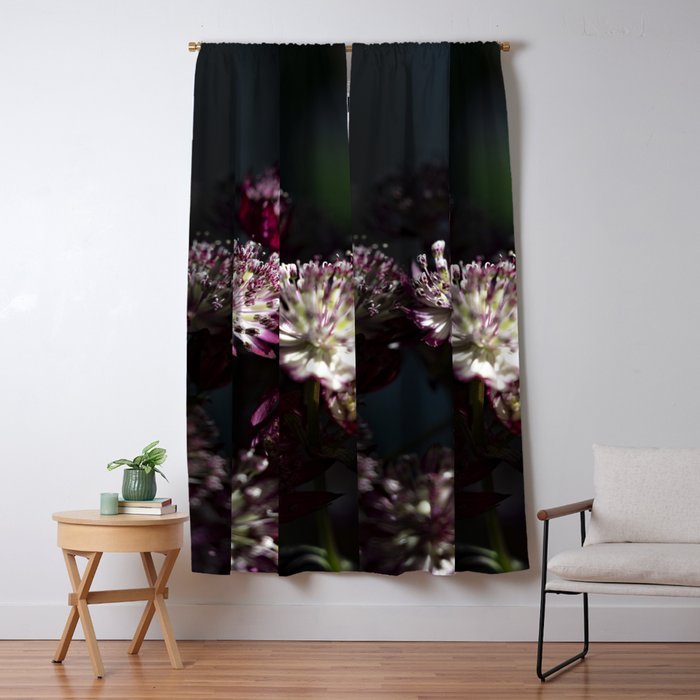 Full moon forest - still life dark astrantia major flowers - deep purple fall nature photography. Window Curtain Gallery Image 1