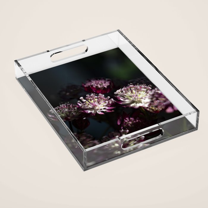 Full moon forest - still life dark astrantia major flowers - deep purple fall nature photography. Acrylic Tray Gallery Image 1
