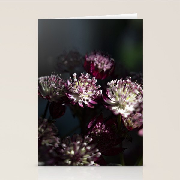 Full moon forest - still life dark astrantia major flowers - deep purple fall nature photography. Stationery Card Gallery Image 1