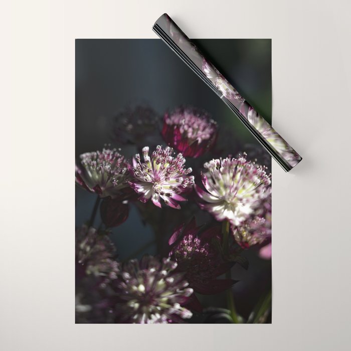 Full moon forest - still life dark astrantia major flowers - deep purple fall nature photography. Wrapping Paper Gallery Image 1