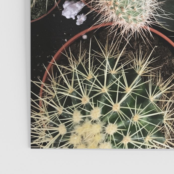 Plant Collection Poster Gallery Image 3