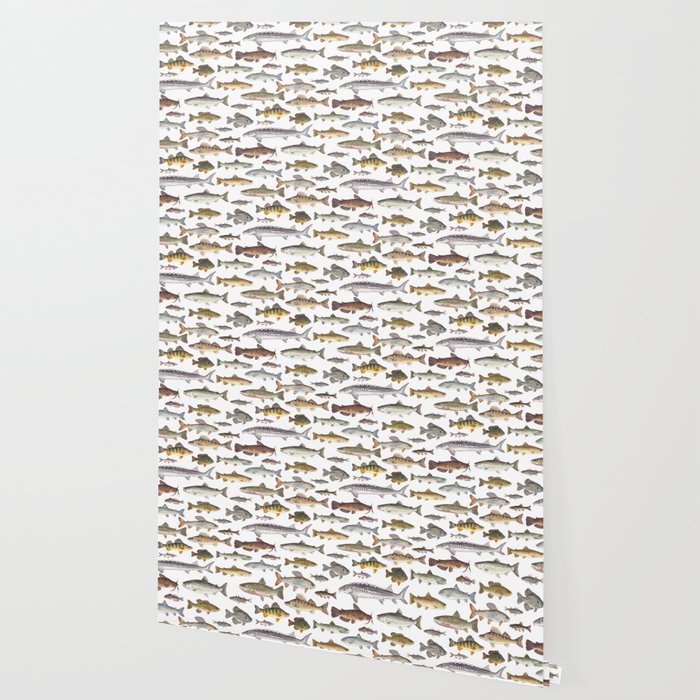 Northwest Freshwater Fish Wallpaper Gallery Image 2