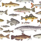 Northwest Freshwater Fish Coffee Mug Gallery Image 2