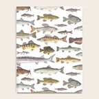 Northwest Freshwater Fish Notebook Gallery Image 4