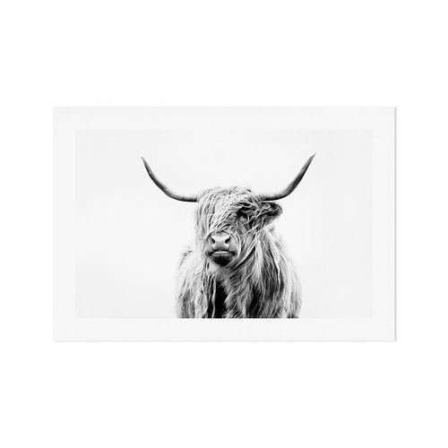 Portrait Of A Highland Cow (Horizontal) Art Print