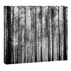 trees in forest landscape - black and white nature photography Canvas Print Gallery Image 3