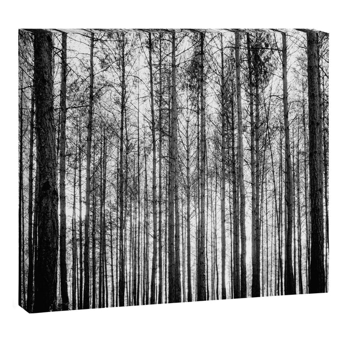 trees in forest landscape - black and white nature photography Canvas Print Gallery Image 1