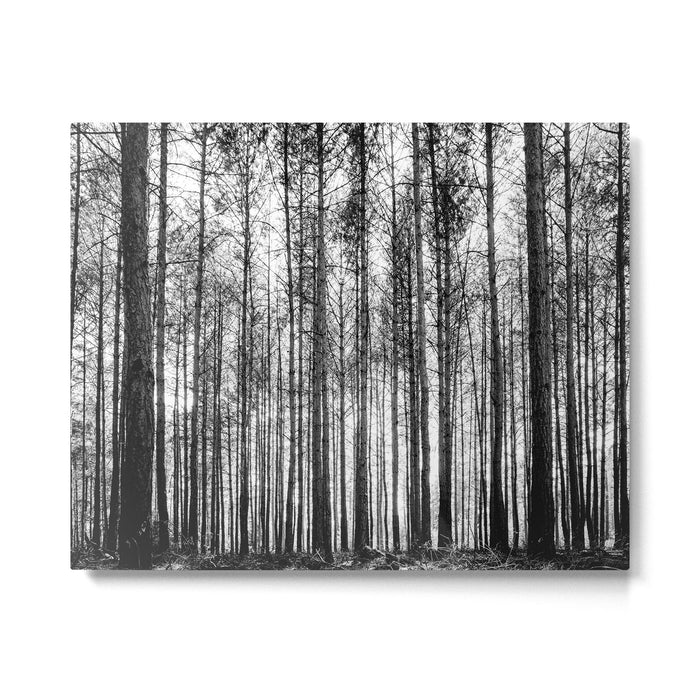 trees in forest landscape - black and white nature photography Metal Print Gallery Image 1