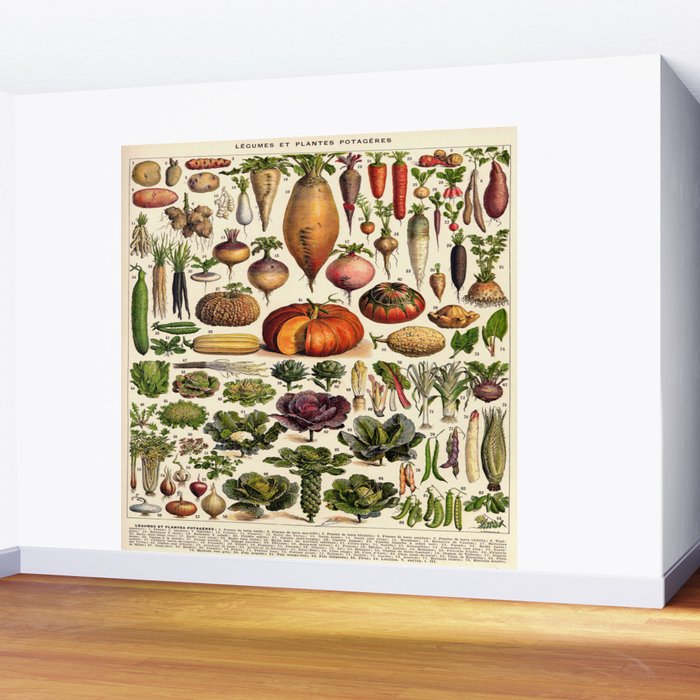 Adolphe Millot Legumes Plant Potageres Vintage Scientific Encyclopedia Illustration Lithograph  Wall Mural Gallery Image 2