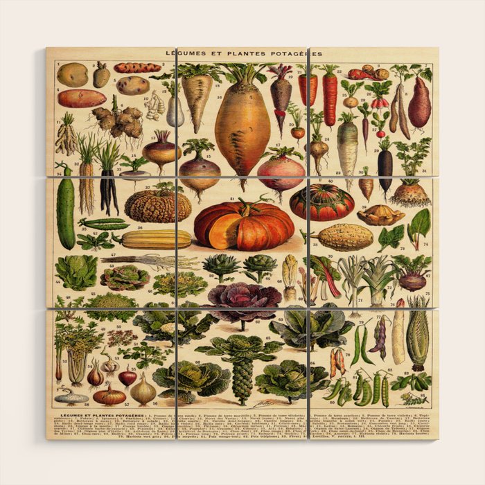 Adolphe Millot Legumes Plant Potageres Vintage Scientific Encyclopedia Illustration Lithograph  Wood Wall Art Gallery Image 1