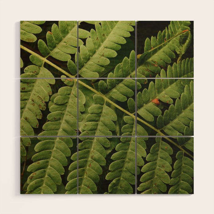 Summer Fern Detail 2 Wood Wall Art Gallery Image 1