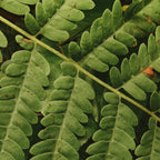 Summer Fern Detail 2 Coffee Mug Gallery Image 2