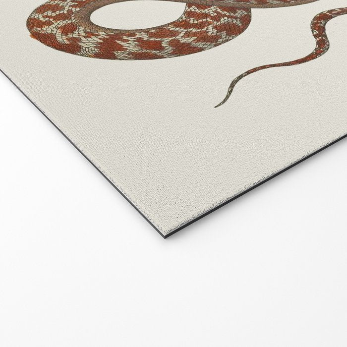 Albertus Seba A detailed description of the richest treasure of natural things Welcome Mat Gallery Image 2
